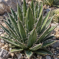 Agave filifera × schidigera (Agáva vláknitá) - výška 5 cm, kont. P9 (-10°C) Agave filifera × schidigera (Agáva vláknitá) - výška 5 cm, kont. P9 (-10°C)